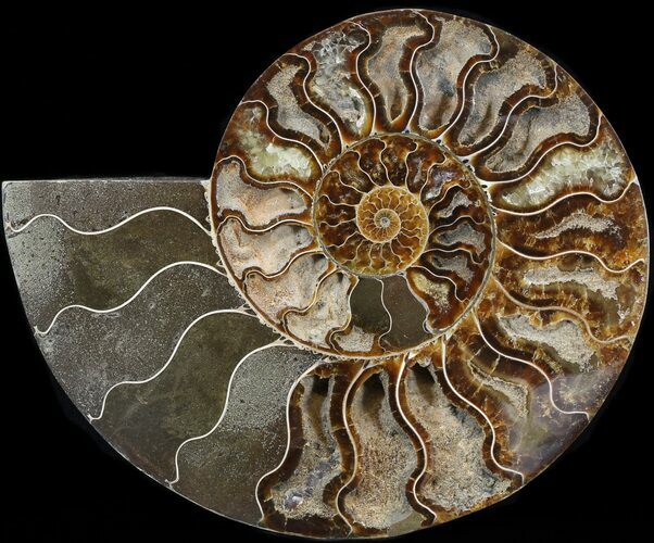 Cut Ammonite Fossil (Half) - Agatized #43648
